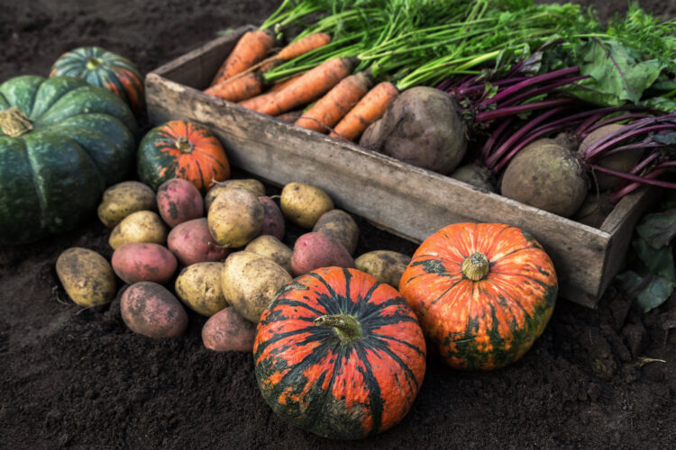 Cold Hardy Vegetables For Fall